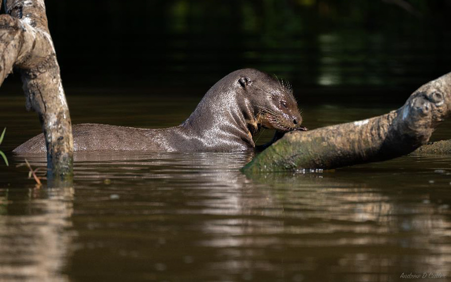 Brazil birding report