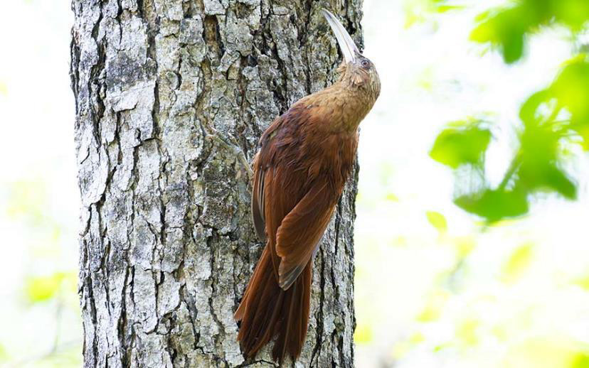 Brazil birding report