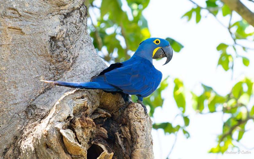 Brazil birding report