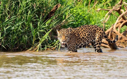 Brazil birding report