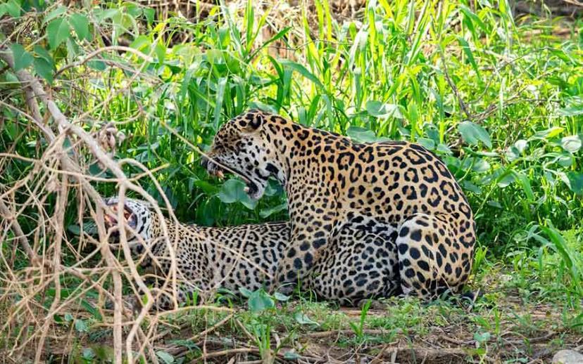 Brazil birding report