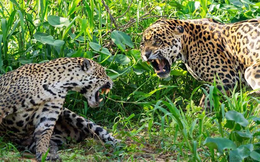 A pair of Jaguars mating in the Pantanal - seldom captured on camera (photo Andrew Cutler).