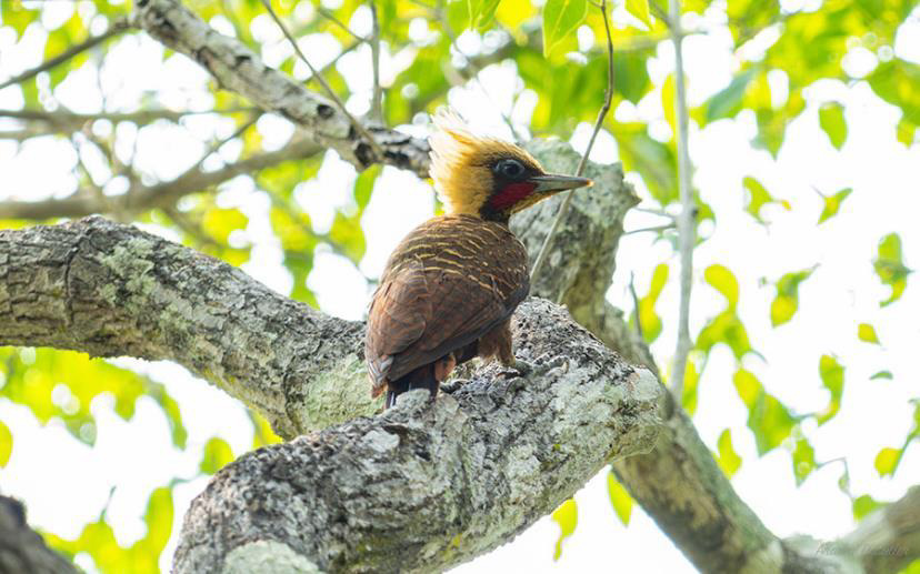Brazil birding report
