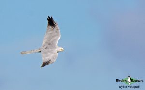 Finland birding tour