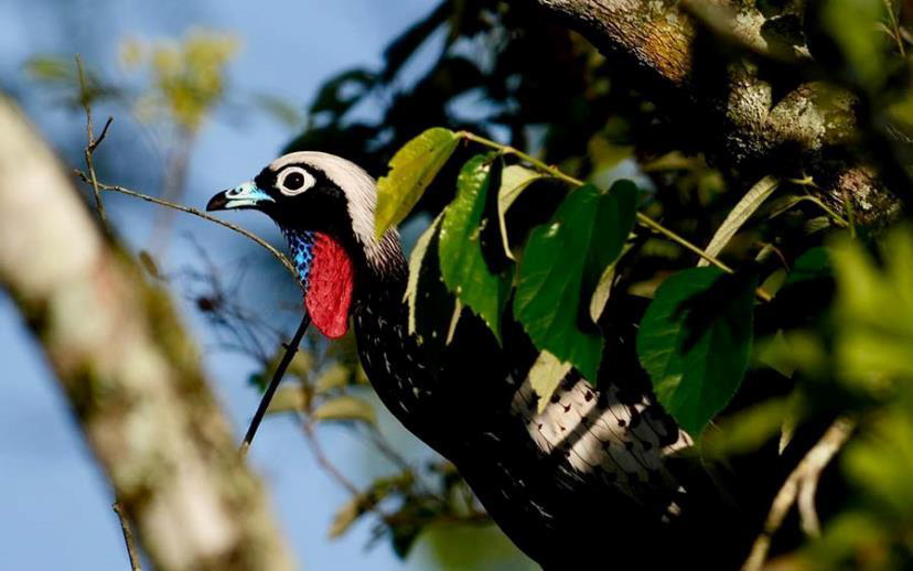 Brazil birding report