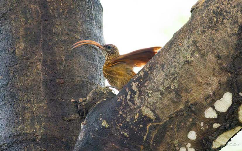 Brazil birding report