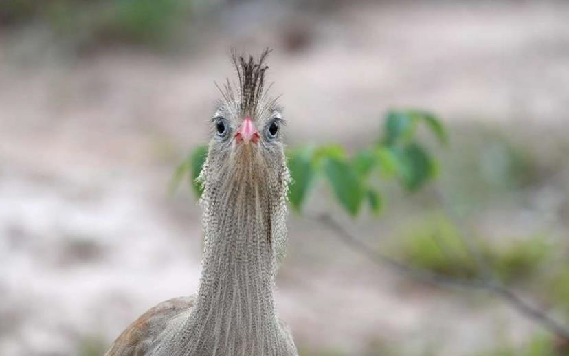 Brazil birding report