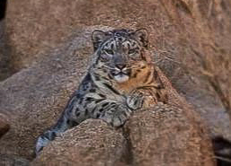 Mongolia Snow Leopard