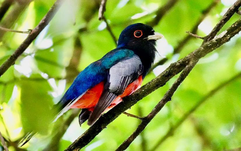 Brazil birding report