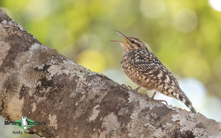 Angola birding report