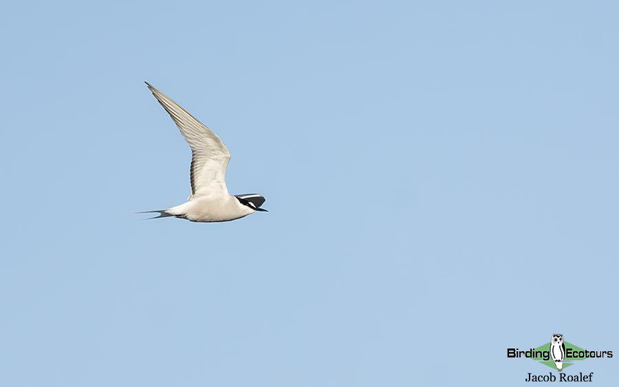 Alaska birding tours