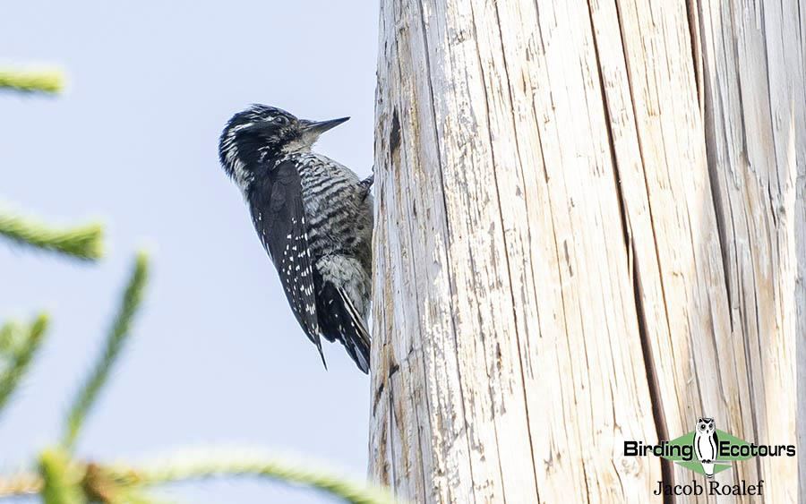 Alaska birding tours