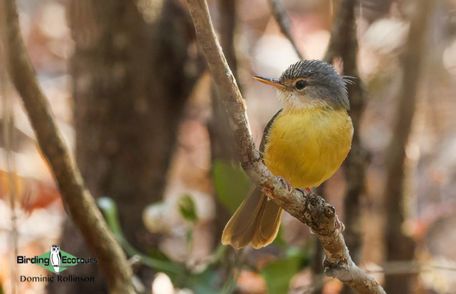 Madagascar birding report 2022