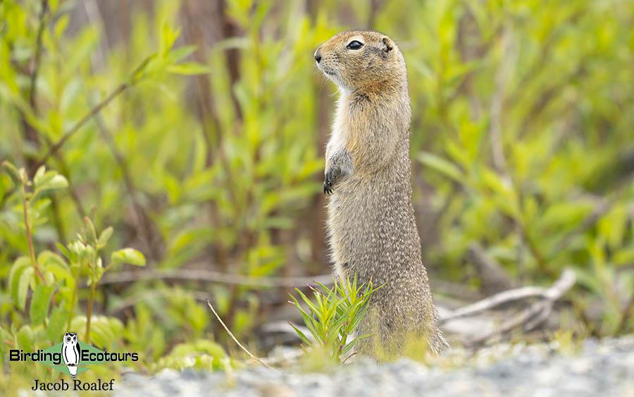 Alaska birding tours