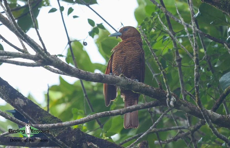 Madagascar birding report 2022