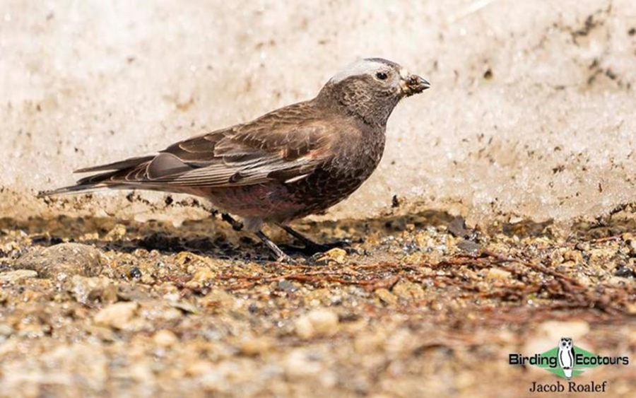 USA; Colorado 2022 birding trip report