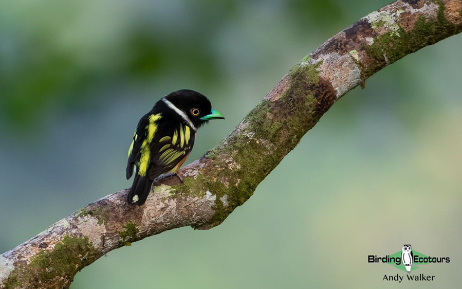 Malaysia Borneo Sabah birding report