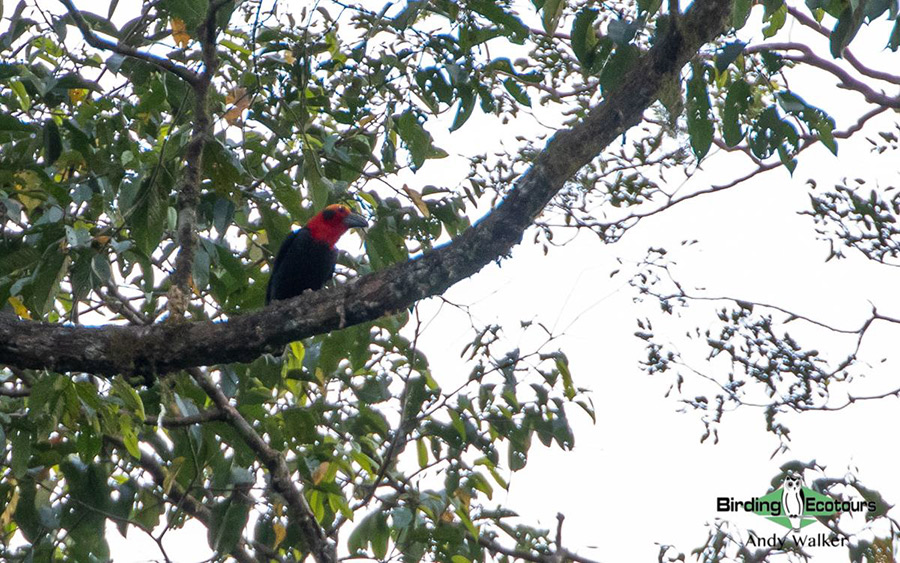 Malaysia Borneo Sabah birding report