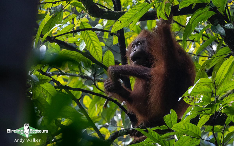 Malaysia Borneo Sabah birding report