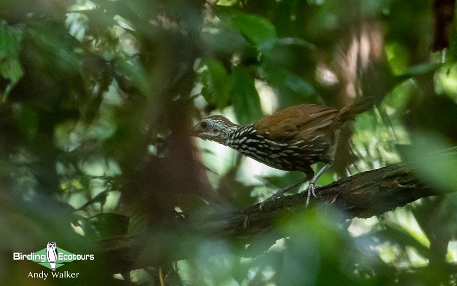 Malaysia Borneo Sabah birding report