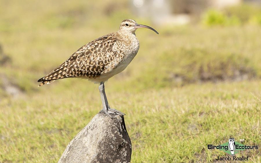 Alaska birding tours