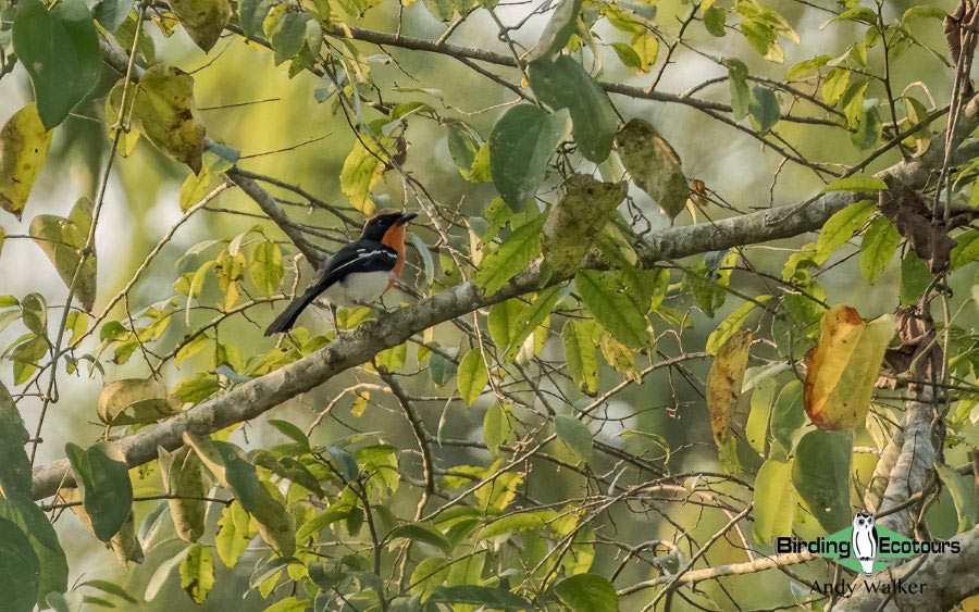 Angola birding report