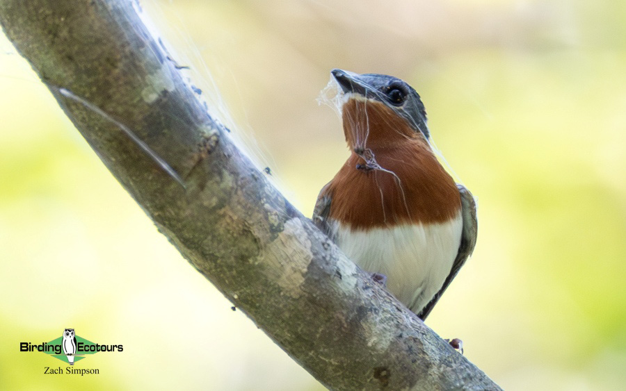 Angola birding report