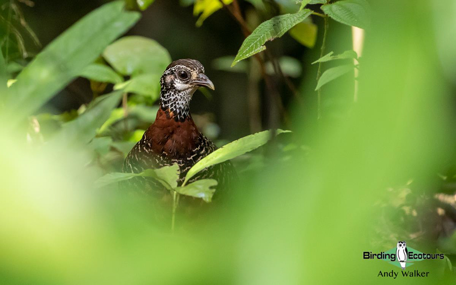 Malaysia Borneo Sabah birding report