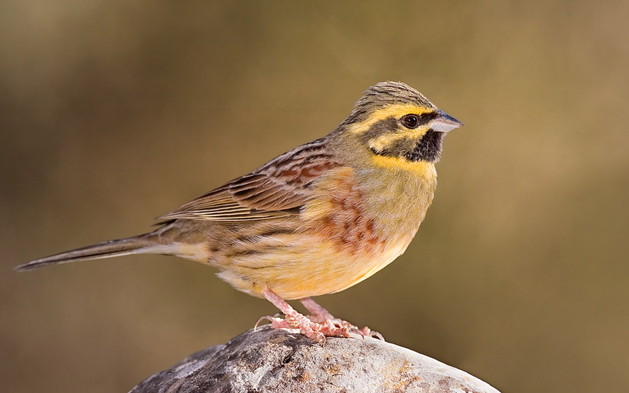 Birding Andalusia in Fall 