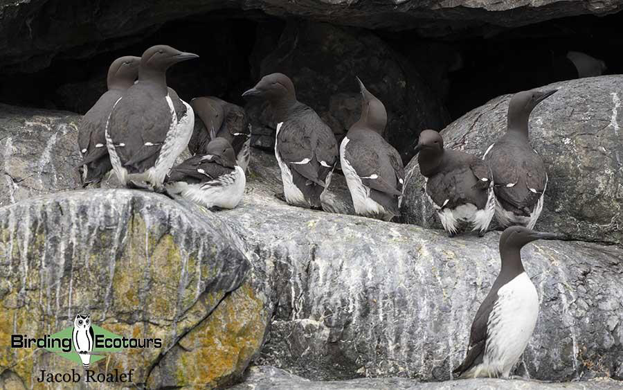 Alaska birding tours