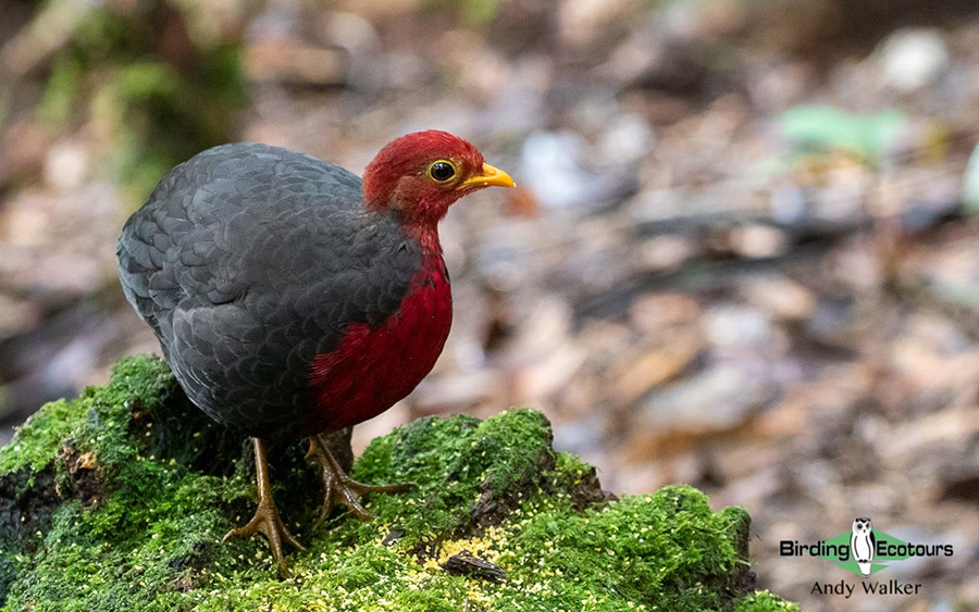 Malaysia Borneo Sabah birding report