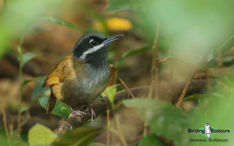 Madagascar birding report 2022