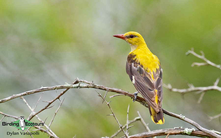 Birding Andalusia in Fall 