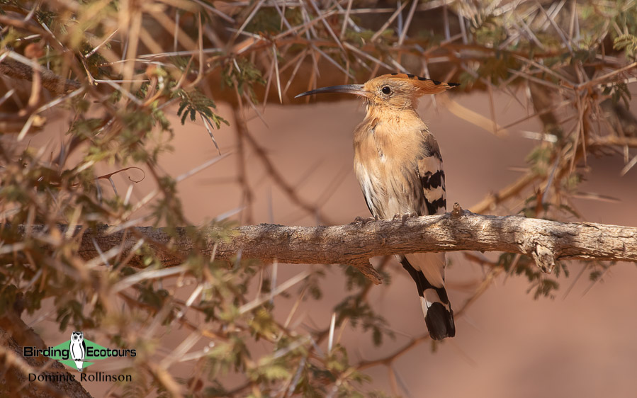 Birding Andalusia in Fall 