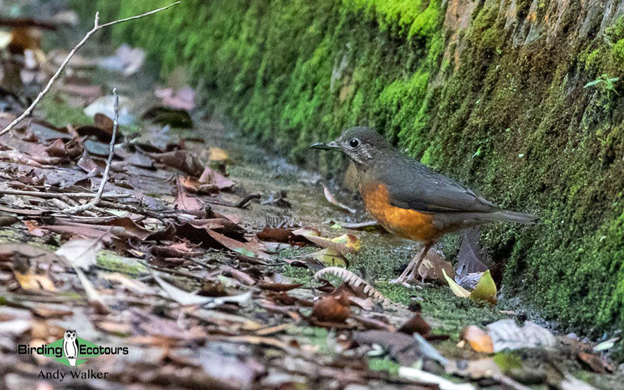 Malaysia Borneo Sabah birding report