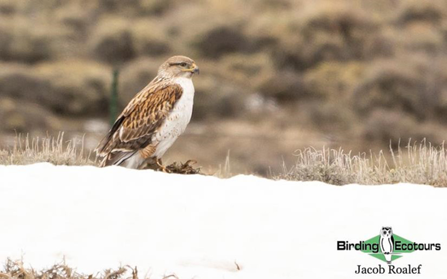 USA; Colorado 2022 birding trip report