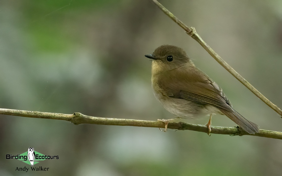 Angola birding report