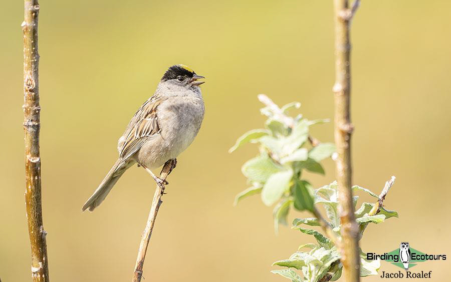 Alaska birding tours