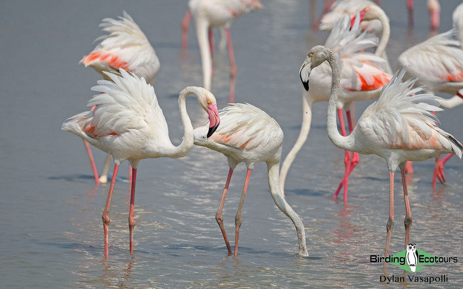 Birding Andalusia in Fall 