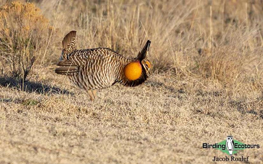 USA; Colorado 2022 birding trip report