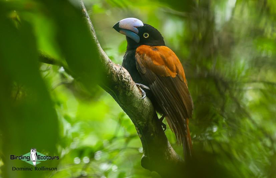Madagascar birding report 2022