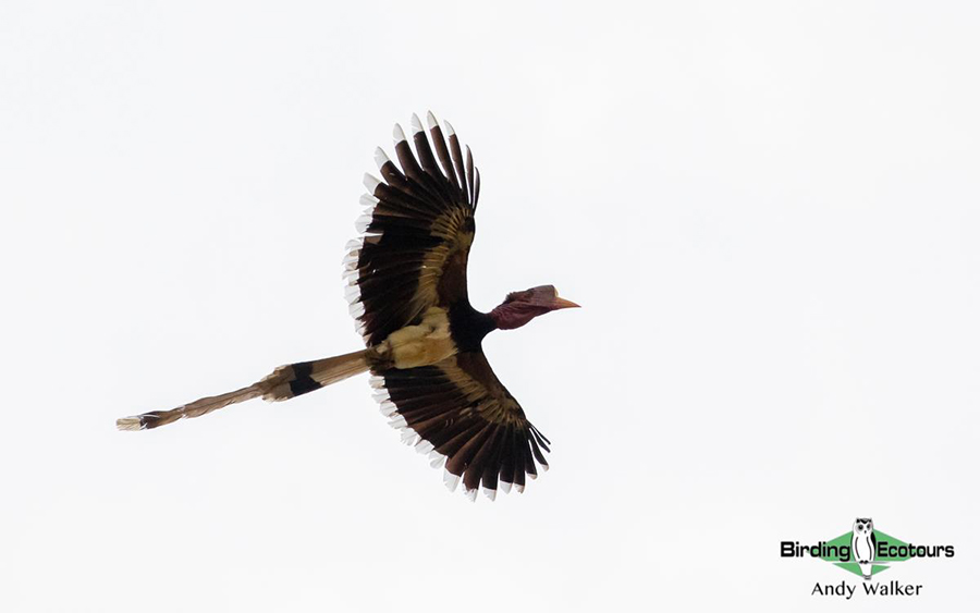 Malaysia Borneo Sabah birding report