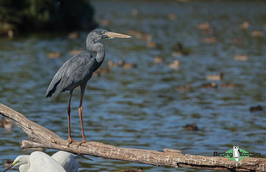 Madagascar birding report 2022