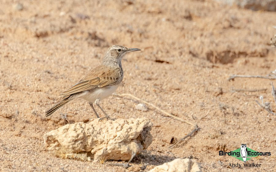 Angola birding report