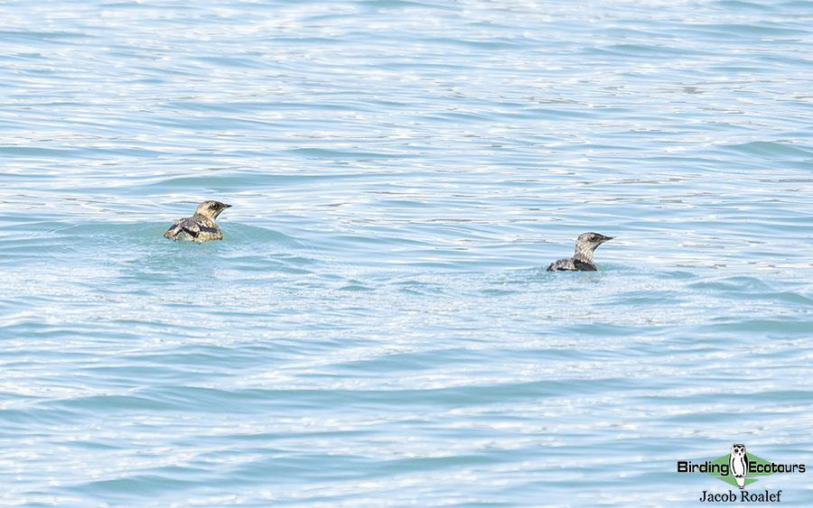 Alaska birding tours