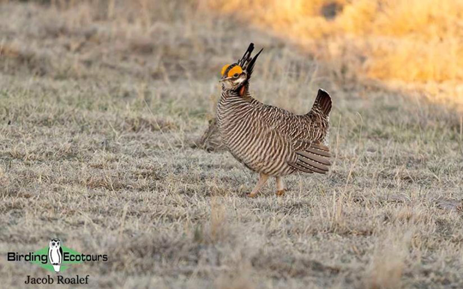 USA; Colorado 2022 birding trip report