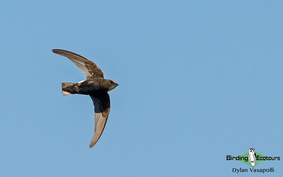 Birding Andalusia in Fall 