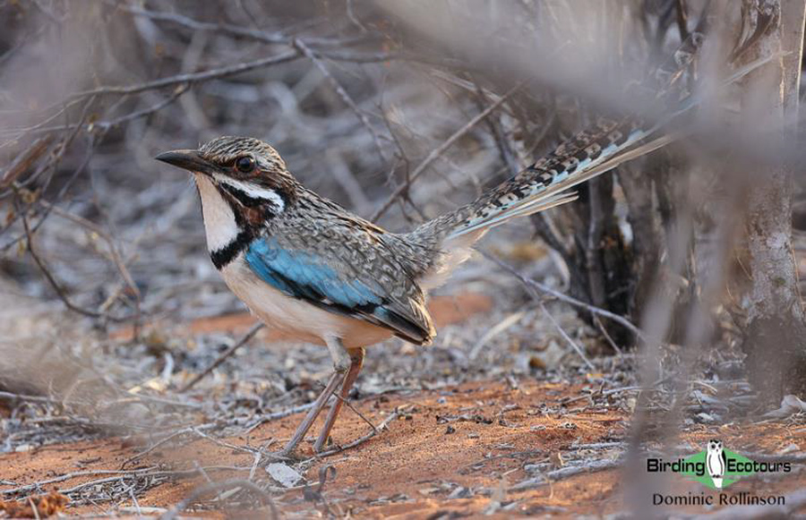 Madagascar birding report 2022