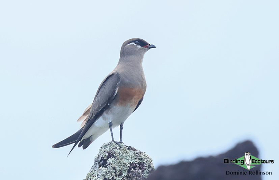 Madagascar birding report 2022