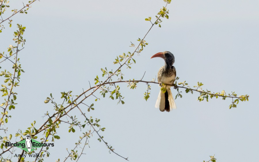 Angola birding report